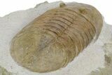 Huge, Fossil Pseudobasilicus planus Trilobite - Russia #360297-5